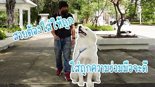 สายจูงสุนัขต้องใส่ให้ถูก สุนัขจะเรียนรู้ผ่านเราดี (ซามอย)