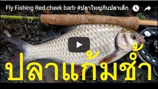 ฟลายฟิชชิ่งตกปลาFly Fishing Red cheek barb[4K] #ปลาใหญ่กินปลาเล็ก