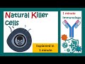 Natural Killer cells explained in 1 minute | NK cell and its role in immunity | 1 minute immunology