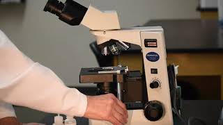 Using a Brightfield Microscope