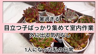 [多肉植物]外に出る気力ないから目立つ子集めて室内作業^_^1人になった私の戯言