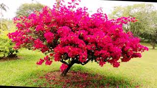 Fresh Bougainvillea Flowers