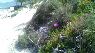 Mittagsblumen am Strand von Calvi