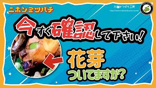 花芽がつく季節【キンリョウヘンを春に開花させる】秋の管理方法　日本みつばちの養蜂 How to Beekeeping