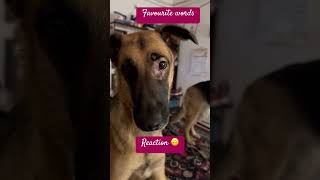 German Shepherd’s favourite words #gsd #gsdlovers #gsdforever| Incredible German Shepherd Dog