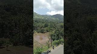 Paddy Cultivation Badulla,Sri Lanka.