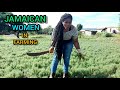 FEMALE FARMING IN THE COUNTRY IN ST.ELIZABETH JAMAICA | PARTNERSHIP WITH MY BROTHER IN FARMING