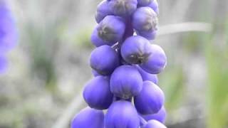 Delicate Blue Muscari Flower Beginning To Bloom