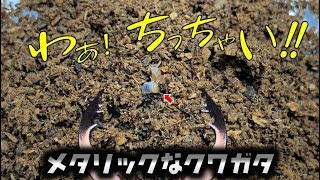 カブトムシ＋クワガタ　南の島からメタリックでシブい赤ちゃんが届いた！（くろねこチャンネル）