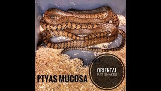 PTYAS MUCOSA x2 - UNBOXING - ORIENTAL RAT SNAKES