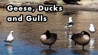 Canada Geese, Mallard Ducks and Seagulls Swimming In The Water