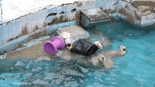 プールで遊ぶホウちゃん【天王寺動物園】