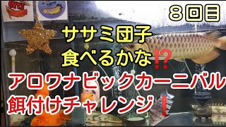 ビックカーニバル餌付けチャレンジ#7