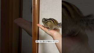 飼い主と遊ぶか悩むシマリス　Chipmunk is wondering whether to play with his owner #animals #squirrel #chipmunk