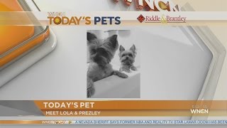 Today's Pet for Oct. 14, 2015