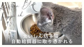 食いしん坊子猫、自動給餌器に取り憑かれるの巻（Petkitレビュー）