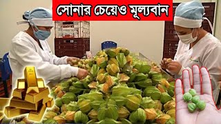 গ্রামের ফেলে দেওয়া ফল এখন শহরে এসে গোল্ডেন বেরি || Golden Berry || হীরার চেয়েও দামি ফল রসভরি!