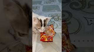 Cat Video - ডিউটি থেকে আসলেই আগে দেখে ওর জন্য কি এনেছি #cat #viralvideo #catlover