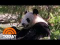 New giant pandas at San Diego zoo are ready to make public debut