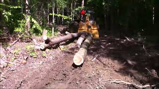 Stumps From Video's During 2022 At The Hill Top Saw Shop , A Summary Of Last Years Felling