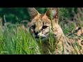 Paws, claws & dance floors - SafariLIVE Sunset - 29 May 2026
