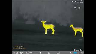 Deer Hunting WA using  a ThermTec Ares 360LRF thermal scope