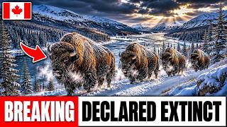 They Flew 28 Bison Into a Valley That Hadn't Seen One in 100 Years — What They Did Next Stunned Rese