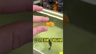 Питат за още СОЛЕНИ РИБКИ!