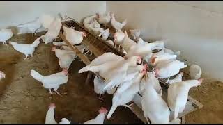 #WhiteLeghorn #PoultryFarming #highest egg laying poultryसर्वाधिक अंडे देने वाली  सफेद-लेगहॉर्न