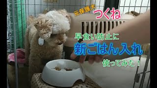 元保護犬つくね　早食い防止エサ入れを使ってみた！