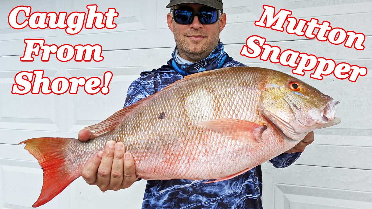 MONSTER Mutton Snapper Caught From Shore - NEW PB - YouTube