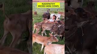 Nadipathy micro mini cow 2 feet height #cow #minicow #shortvideos #goat #minicowshed #animals #viral