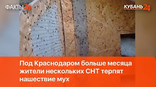 Под Краснодаром больше месяца жители нескольких СНТ терпят нашествие мух