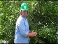 What To Do About Bad Pruning Cuts | Tchukki Tchannel | The Tree Care Industry Association