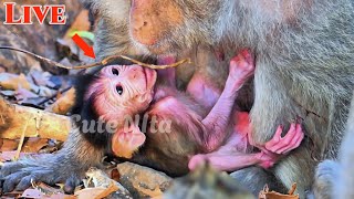 Awesomely Cute Baby Newborn So Comfortable Healthy With Old Mother So Lovely Baby So Much..!!