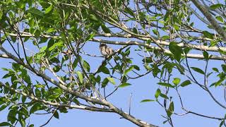 Bahama Mockingbird, Broward Co, FL, 4-27-20