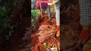 Yam cultivation harvest, simple and easy, a dig out, glutinous delicious。  山藥種植收穫，簡單輕鬆，一挖就出來了，粉糯好吃