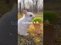 bunny u0026 ice cream viral trendingshorts ytshortsvideo ytviral shortsfeed shortvideo animals