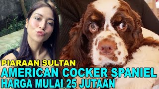 HARGA 25 JUTAAN - AMERICAN COCKER SPANIEL PUPPY