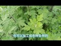 农村无闲草，用好皆是宝，艾草妙用多，艾草价值高，温经止血，散寒止痛；外用祛湿止痒