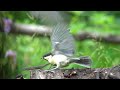 tiny lizard attacks two birds at once kleine eidechse vertreibt gleich zwei vögel auf einmal