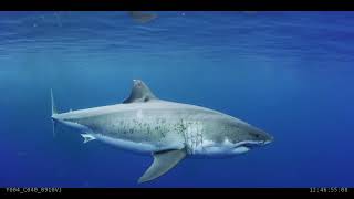 Great White Shark Close Up