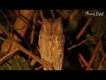 oriental scops owl