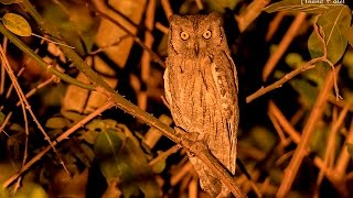 Oriental Scops Owl