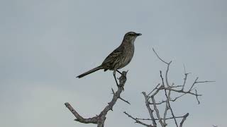 Bahama Mockingbird