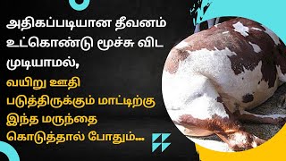 பசு  அதிகப்படியான தீவனம்உட்கொண்டு ஆதனால் ஏற்படும் வயிறு உப்புசம் நோய்க்கான மருத்துவ குறிப்பு.....