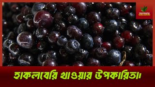 হাকলবেরি খাওয়ার উপকারিতা।Paharir Banaji Tips|পাহাড়ীর বনাজী টিপস