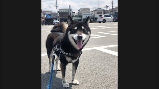 【八王子】富士森公園散歩/Fujimori Park walk #shorts #shibainu #犬