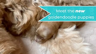 Meet the newborn Goldendoodle Puppies!