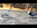 male pigeon sound impressive female pigeon male pigeon super performance